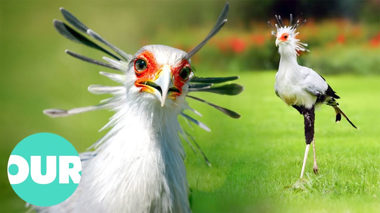 The Eagle That Kills Its Prey By Stomping On It