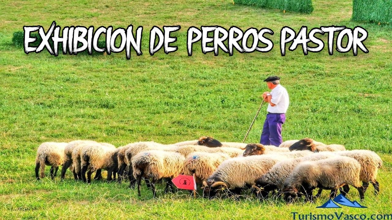 Exhibición de perros pastor en Euskadi