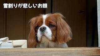 季節の移り変わりに情緒が難しい犬【北海道暮らし キャバリア】