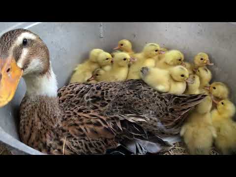 Amazing Pekin Duckling Hatching From Eggs - Nee Baby Duck