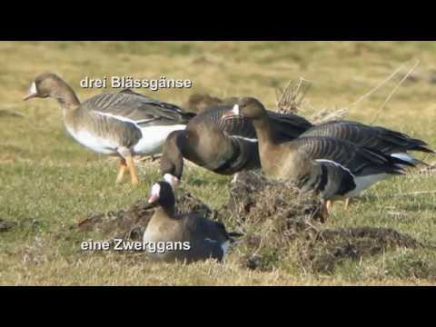 Im Fernglas: Blässgans/ Zwerggans