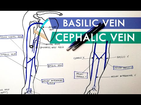 Superficial Veins of Upper Limb - Basilic & Cephalic veins | Anatomy Tutorial