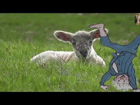 4K Opp och Ner Visan från Emil i Lönneberga spelat av Andreas Viasson