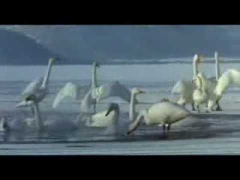 PANCHHI BANU UDTI PHIROON-Lata-Chori Chori-Shankar Jaikishan-Baba Murli Song.