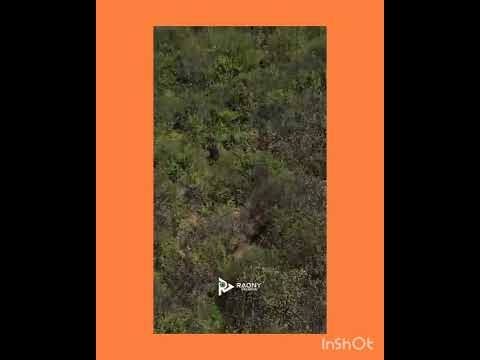 porteiras ceará . pega de boi