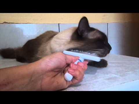 Mandamentos do Gato Mimado