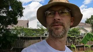 Backyard Potential: Spreading Lime, Banana's, Canna's with leaf rollers, Anole lizard