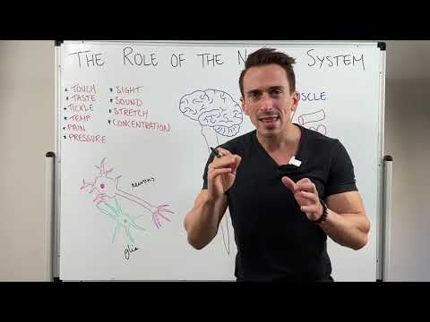 Introduction to the Nervous System