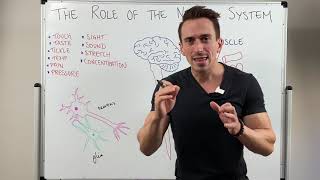 Introduction to the Nervous System