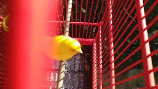 Download lagu Pancingan Kenari Di Pagi Hari Dijamin Gacor mp3 Download lagu Pancingan Kenari Di Pagi Hari Dijamin Gacor mp3