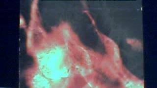 cemetary - where the river of madness stream