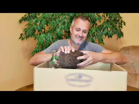 5. Fiołek Alpejski? Cyklamen jest lekko trujący dla ludzi :)