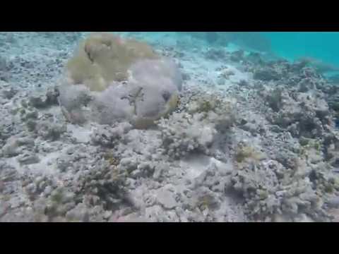 Hulhudheli house reef snorkelling