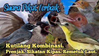 Download lagu SUARA PIKAT KUTILANG. PRENJAK. SIKATAN KIPAS. REMETUK LAUT.. mp3