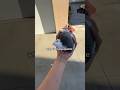 YOU CAN JUST PICK IT UP??! #bird #pigeon