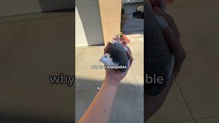 Download lagu YOU CAN JUST PICK IT UP??! #bird #pigeon mp3