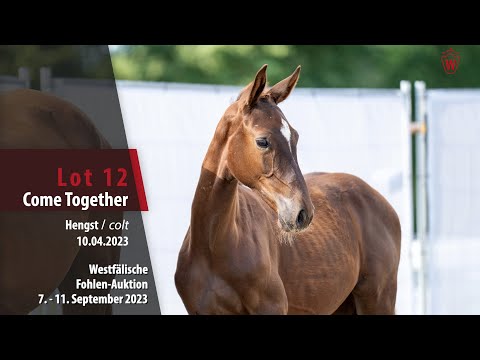 Fohlen-Auktion Lot 12 Come Together Hengst v. Comme il faut NRW - Diamant De Semilly