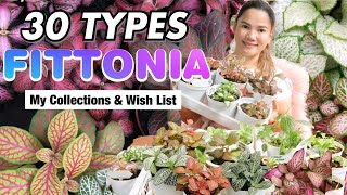30 TYPES of FITTONIA | Different Varities of  FITTONIA + BASIC CARE TIPS | Lovekye8