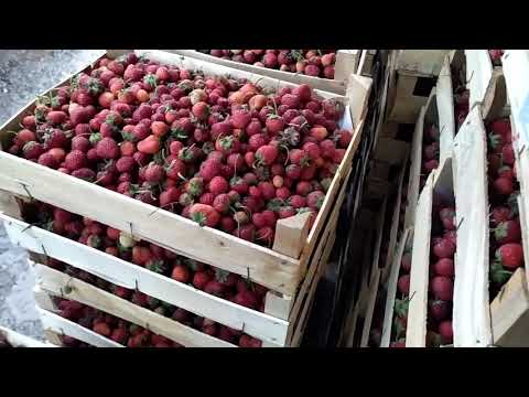 Свежая клубника оптом из Киргизии