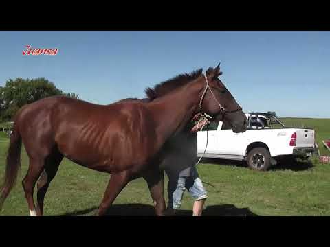 Carreras de Caballos y Raid Sauce Solo 03y04-01-26