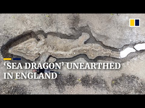 1億8000万年前の巨大な「シードラゴン」の化石、イギリスで発掘