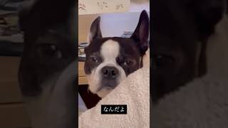 飼い主が仕事からから帰ってきたけど母のお膝でくつろぐ犬 #ボストンテリア