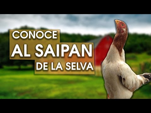 , title : 'Gallina Saipan de la selva 🐔 Una rara belleza en el mundo avícola'