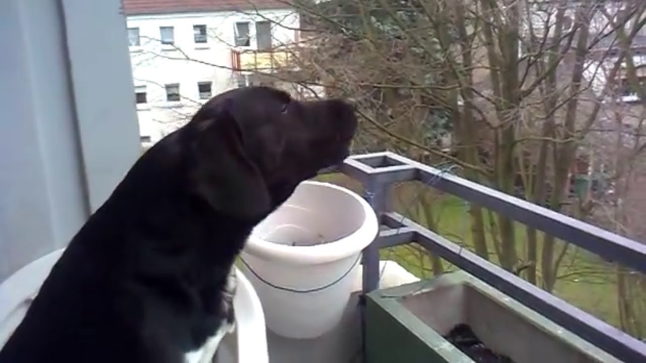 Jetzt Warum Heulen Hunde Bei Sirenen ansehen Warum Heulen Hunde Bei Sirenen