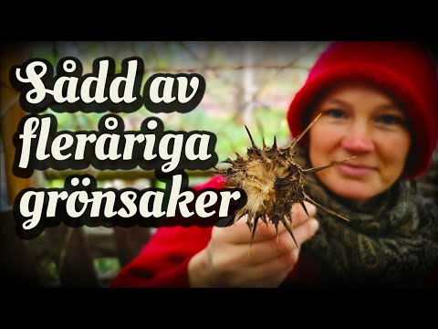 Sådd av fleråriga grönsaker och örter