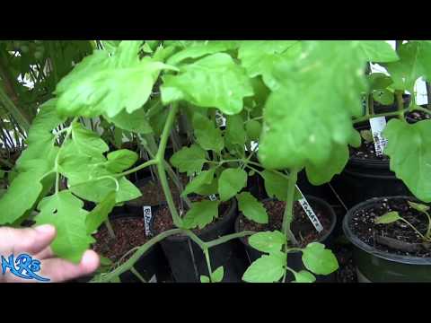 , title : '⟹ How to thin out tomato plants | garden tips | Increase your tomato yield'