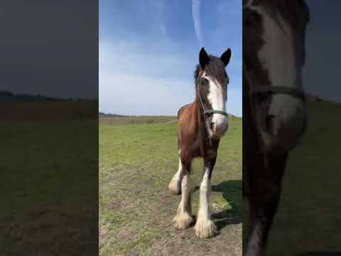 highly recommend spending an day here at Covell Ranch!