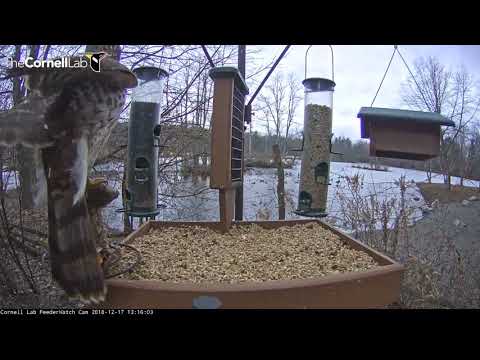 Hawk Perches On Seed Character | Cornell Lab FeederWatch Cam – Dec. 17, 2018