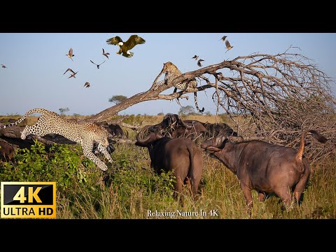 African Wildlife Documentary Film Mana Pools National Park, Zimbabwe