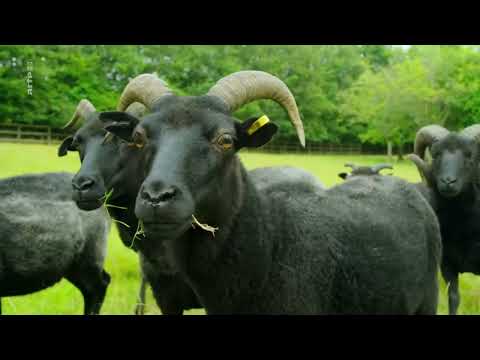 Das verborgene Leben der Bauernhoftiere 2/4 - Sommer – Sturm und Drang