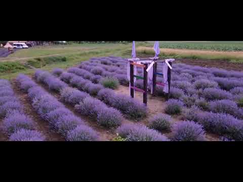 Vara 2021 in cultura DIV LAVANDA.  O oază  de relaxare la doar 12km de Baia Mare,  56km de Satu Mare