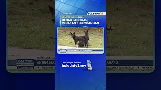 Download lagu KEMATIAN KUCING DI UM | DVS Digesa Dedahkan Laporan Teknikal Bedah Siasat mp3
