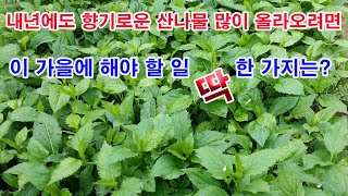 내년에도 향기로운 산나물 많이 올라오려면 이 가을에 해야 할 일 딱 한 가지는?(산나물 재배, 산나물 가을비…