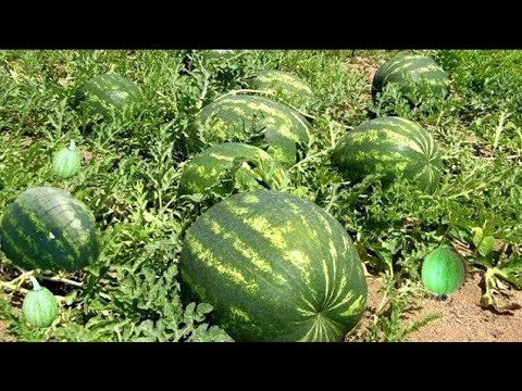 How To Prune Watermelon Plants: Pruning Watermelon Vines