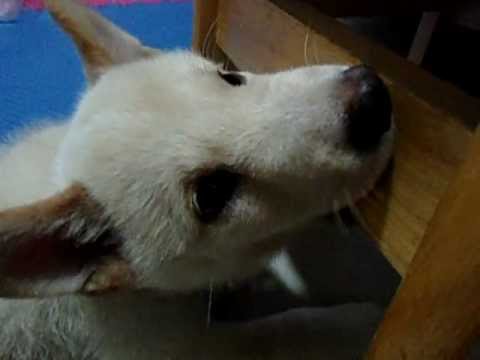 咬椅子的白柴杏仁(原發表者:jimmilk7995)(影片)