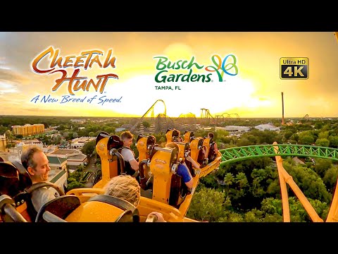Cheetah Hunt Roller Coaster at Sunset On Ride 4K POV Busch Gardens Tampa 2022 07 07