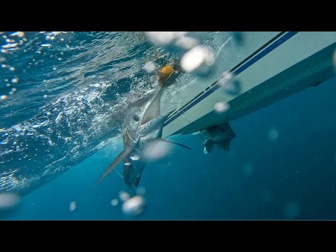 BERMAGUI MARLIN 2026