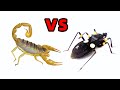 Scorpion VS Assassin Bug Insect Fight