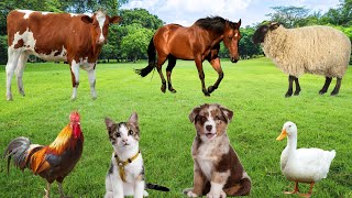 Funny Animals - Cats, Dogs, Goats, Sheep, Pigs, Ducks - Animal Moments