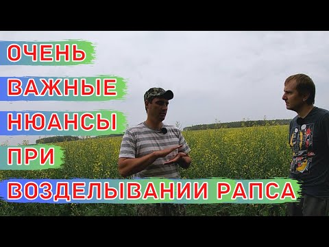 Высокие Урожаи Рапса по Зерновым Предшественникам / Сорт ярового рапса Абилити