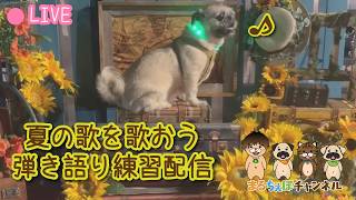 【ギター練習】夏っぽい歌を弾き語ろう♪【まるちぇぽ🏠】