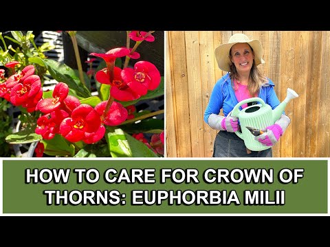 How to Care For Crown of Thorns: Euphorbia Milii