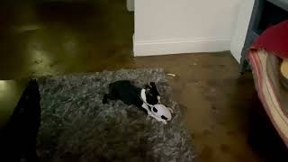 Border Terrier Puppies Videos