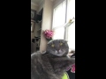 Grey Cat Hisses At 2 Year Old