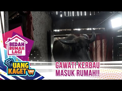 Gawat! Kerbau Masuk! Sampai Bikin Rumah Rubuh!! - Kilau Uang Kaget & Bedah Rumah