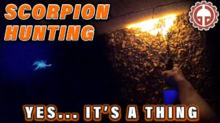 How to get rid of Scorpions in Arizona